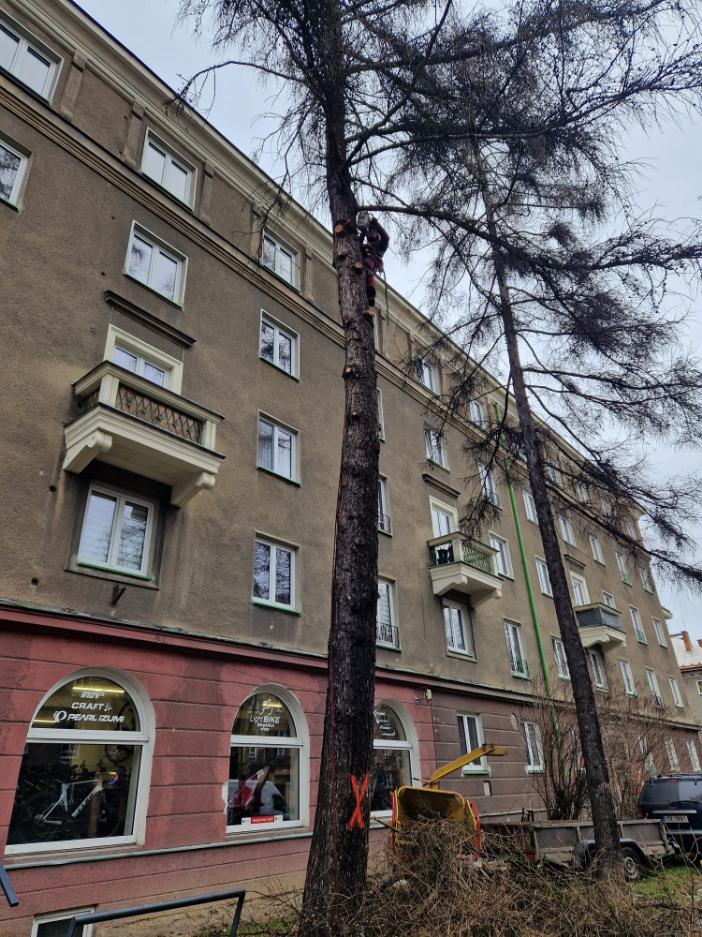 postupné kácení modřínu Havířov